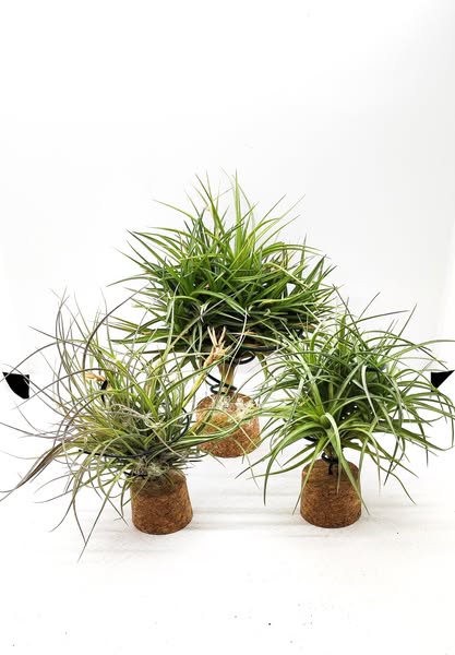 Lote 3 clumb 1 Tenuifolia , 1 aeranthos , 1 schiedeana x baileyi
