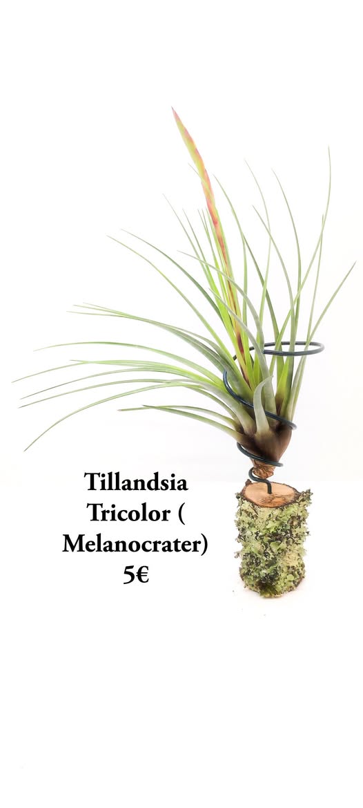 Tillandsia Tricolor (melanocrater)