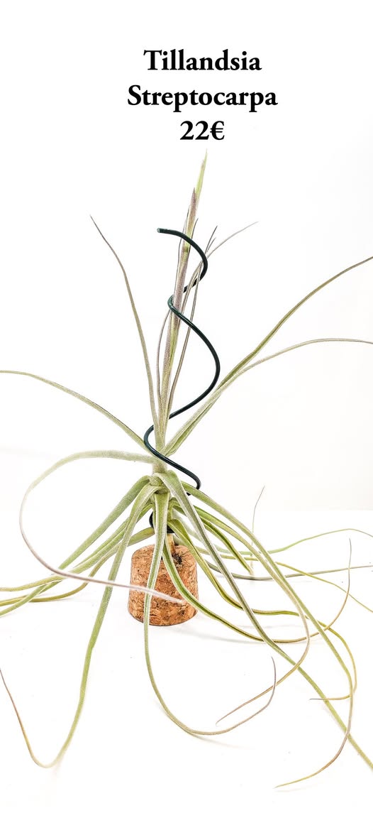 Tillandsia Streptocarpa