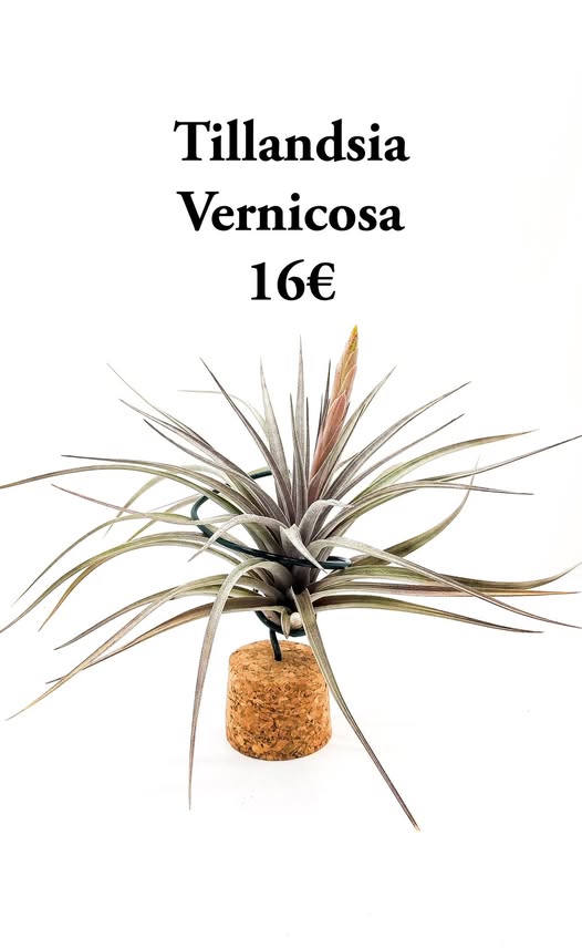 Tillandsia Vernicosa