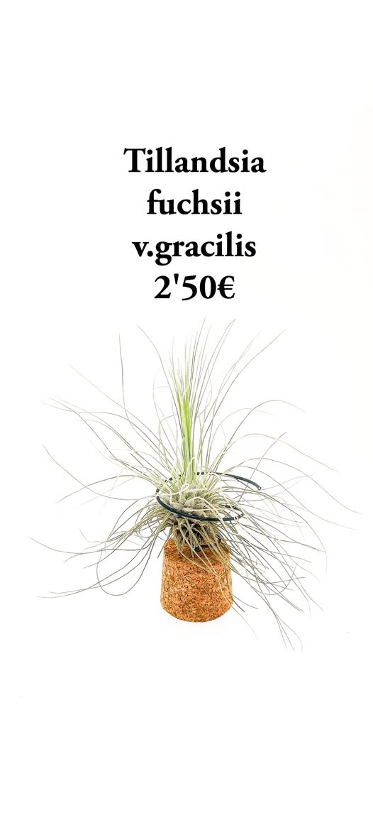 Tillandsia fuchsii v.gracilis