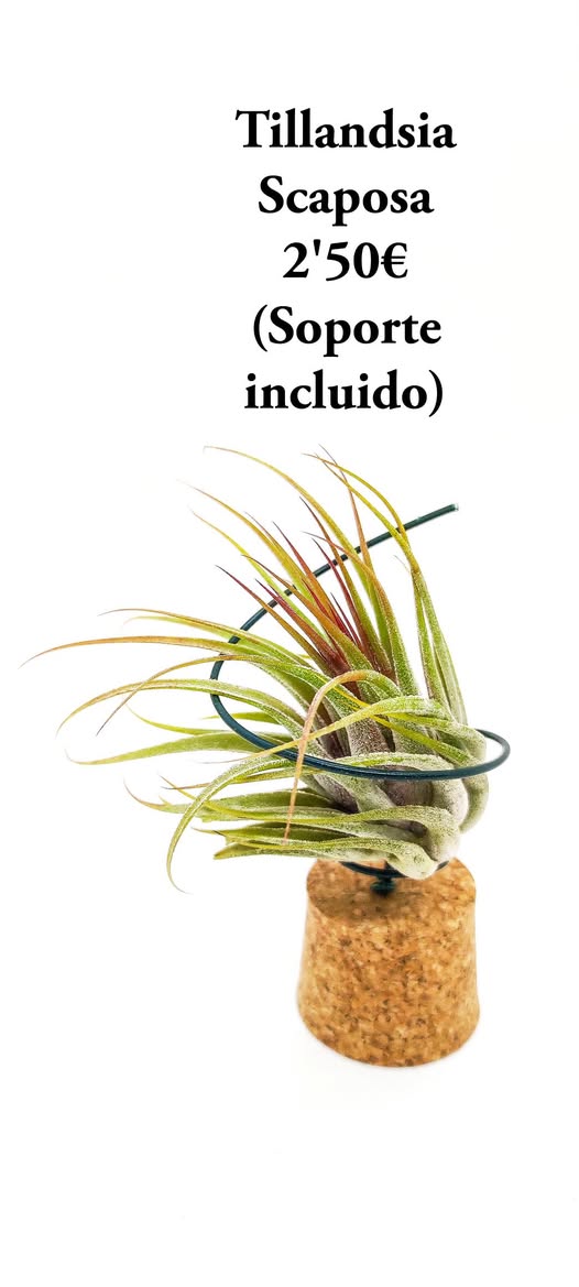 Tillandsia Scaposa