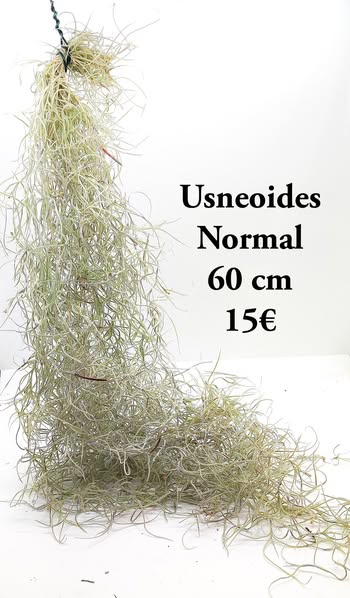 Pack usneoides. usneoides curly silver mas usneoides normal