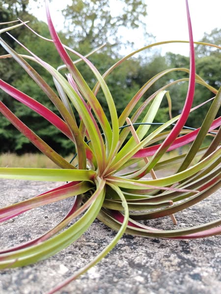 Tillandsia Jess