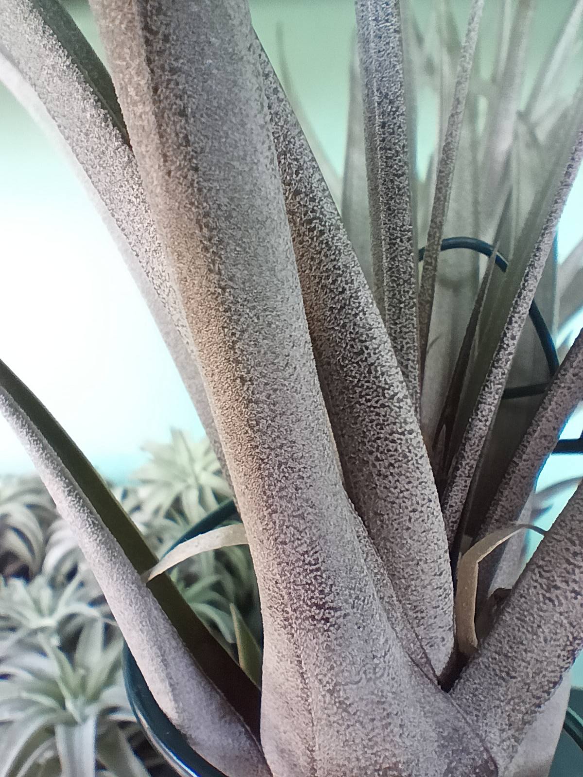 Tillandsia Carrilloi