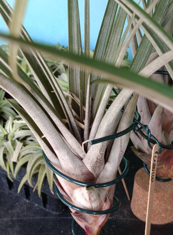 Tillandsia Carrilloi