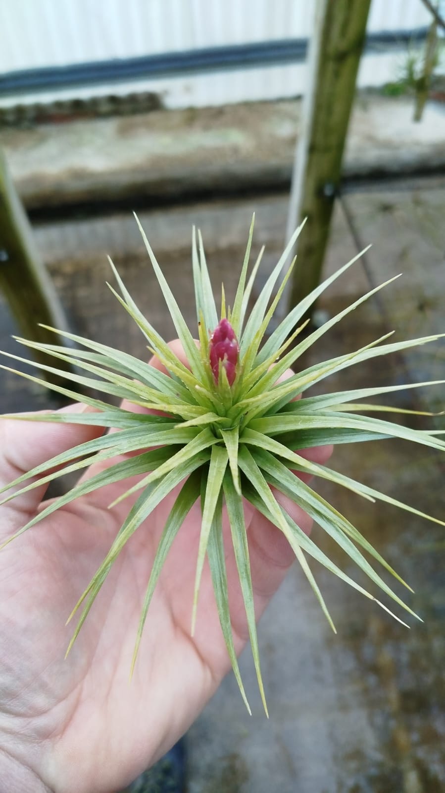 Tillandsia Tenuifolia var. Colombia