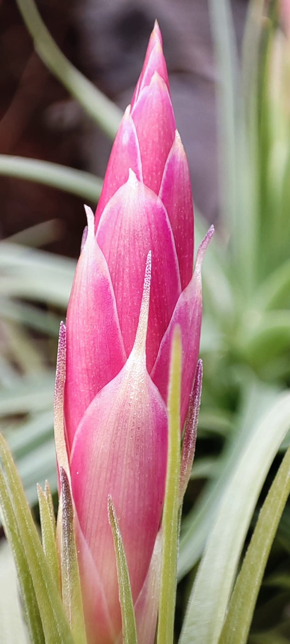 Tillandsia Tenuifolia var. Colombia