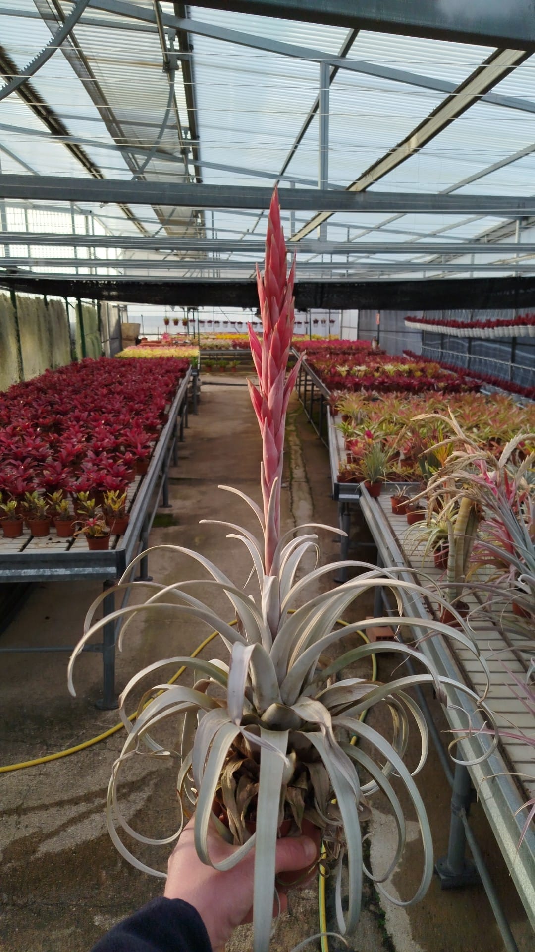 Tillandsia Zacapanensis