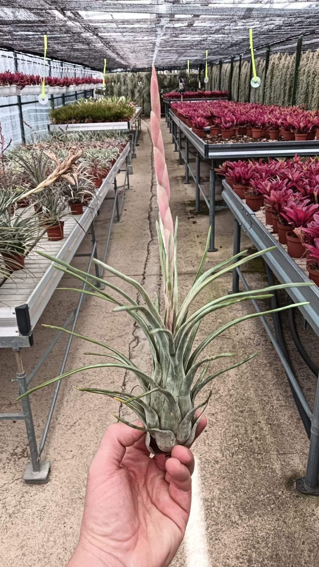 Tillandsia Paraensis