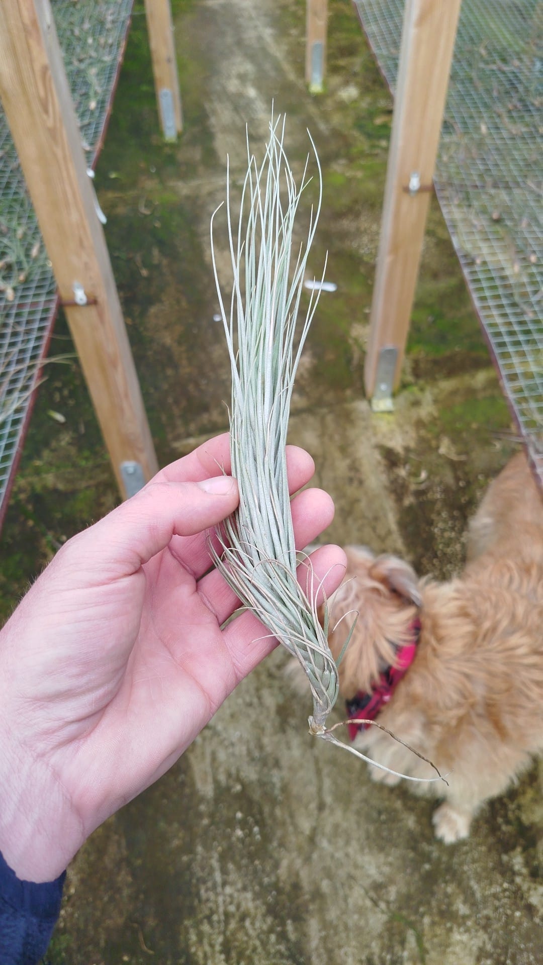 Tillandsia heteromorpha rope type
