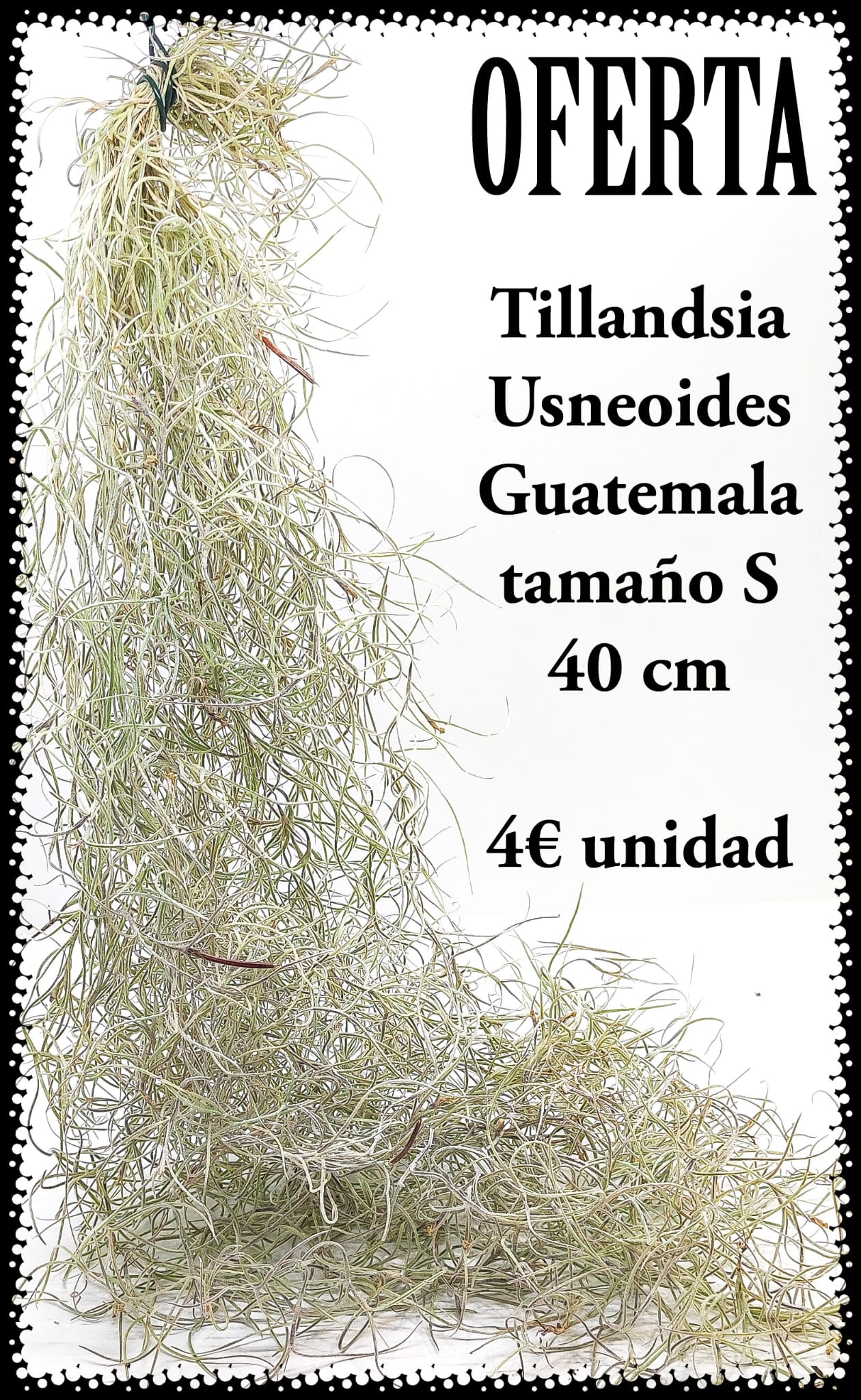 Tillandsia Usneoides Guatemala S 40/50 cm lote de 10 unidades 25€