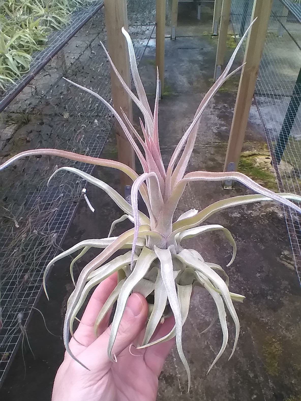 Tillandsia Streptophylla