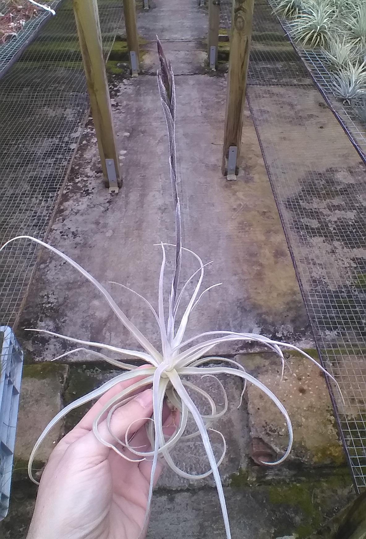 Tillandsia reichembachii (ex. Uwe Feldhoff)