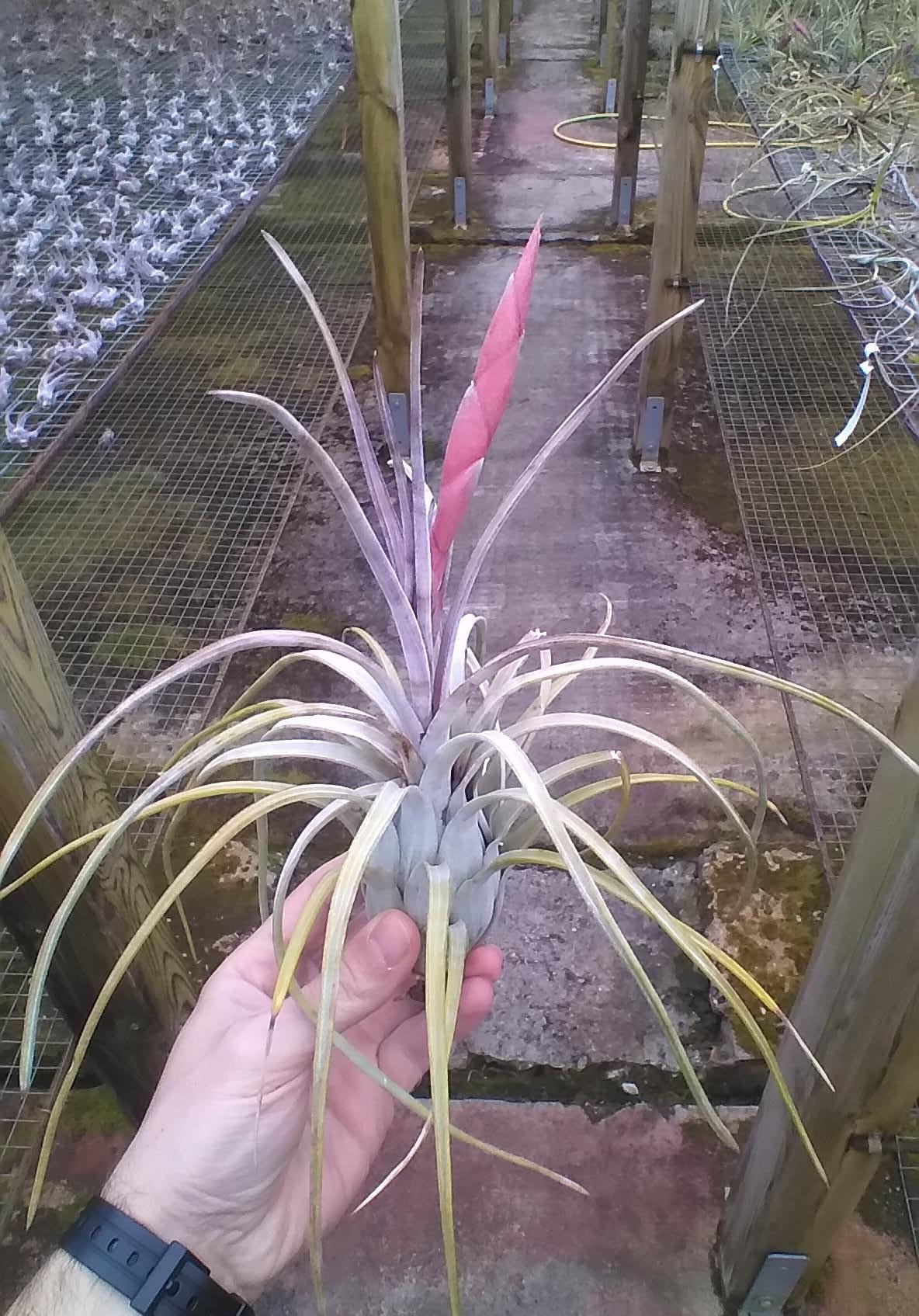 Tillandsia Paraensis XL