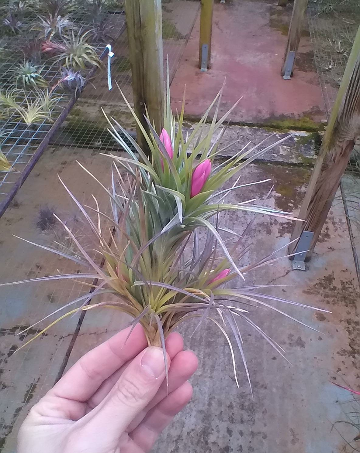 Tillandsia Tenuifolia clumb Esta es una forma más pequeña y con la hoja más estrecha