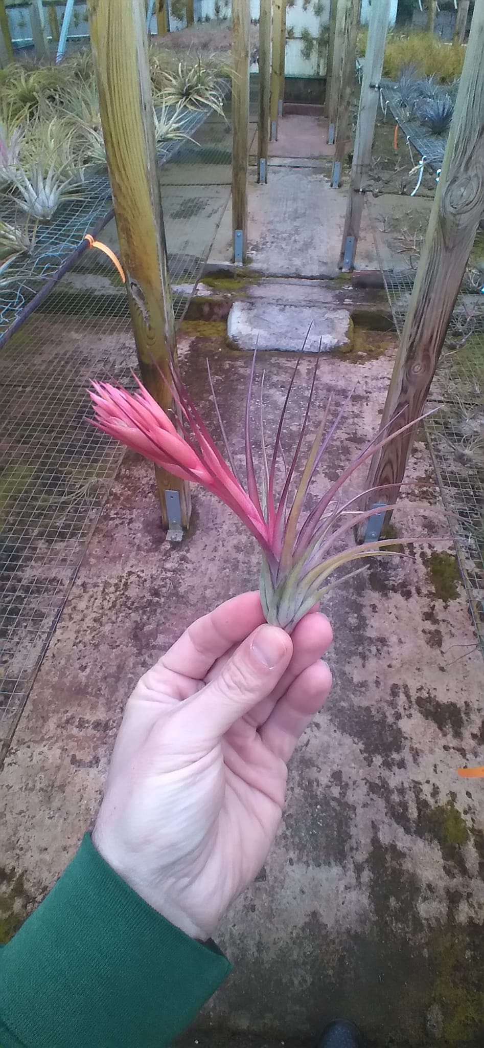 Tillandsia Remember Bob Holm