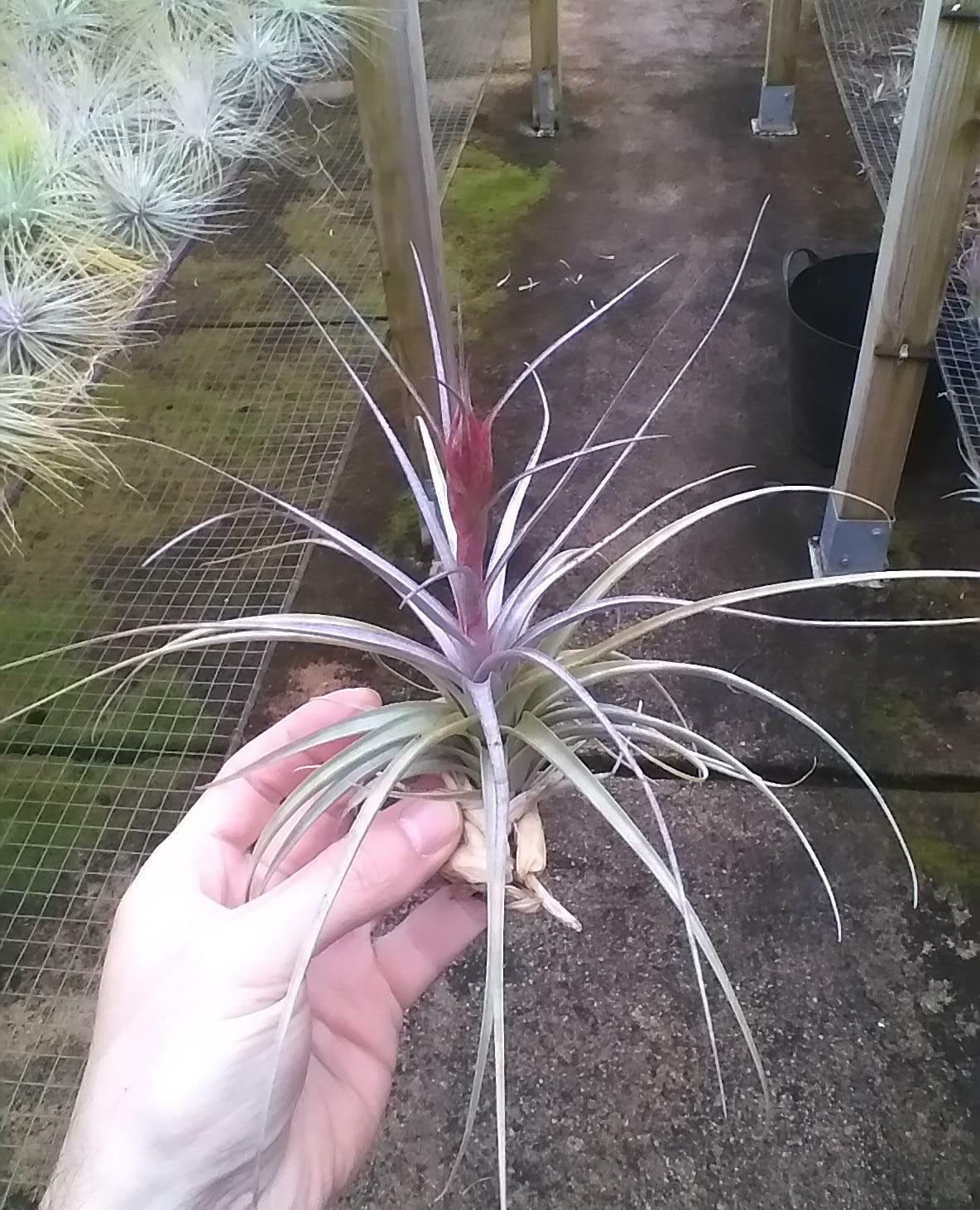 Tillandsia Latifolia var Latifolia