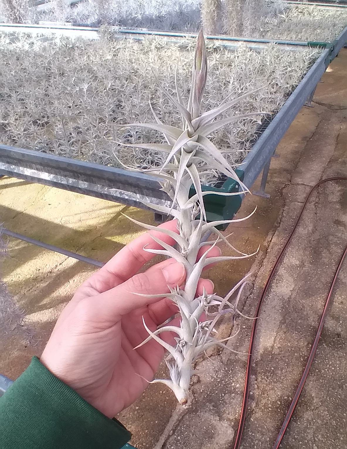 Tillandsia Albida var. Minor