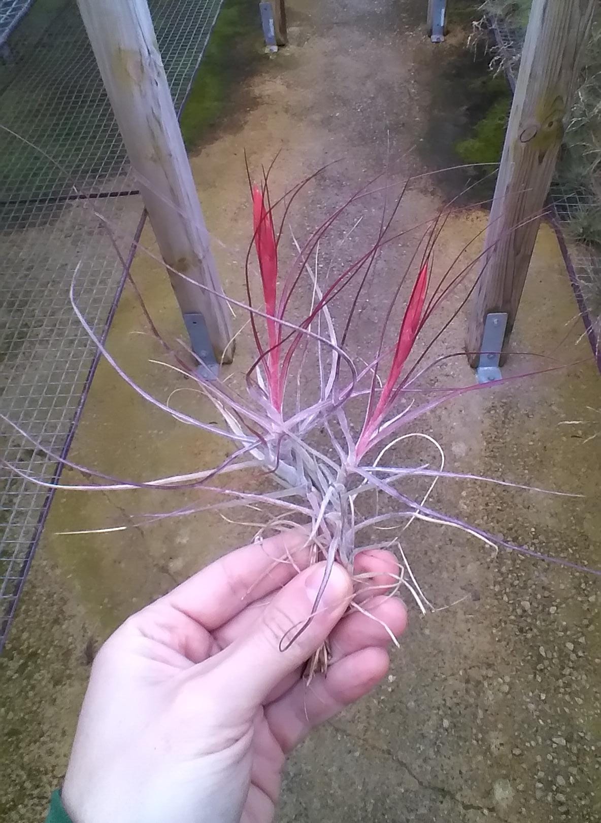 Tillandsia Schiedeana var minor