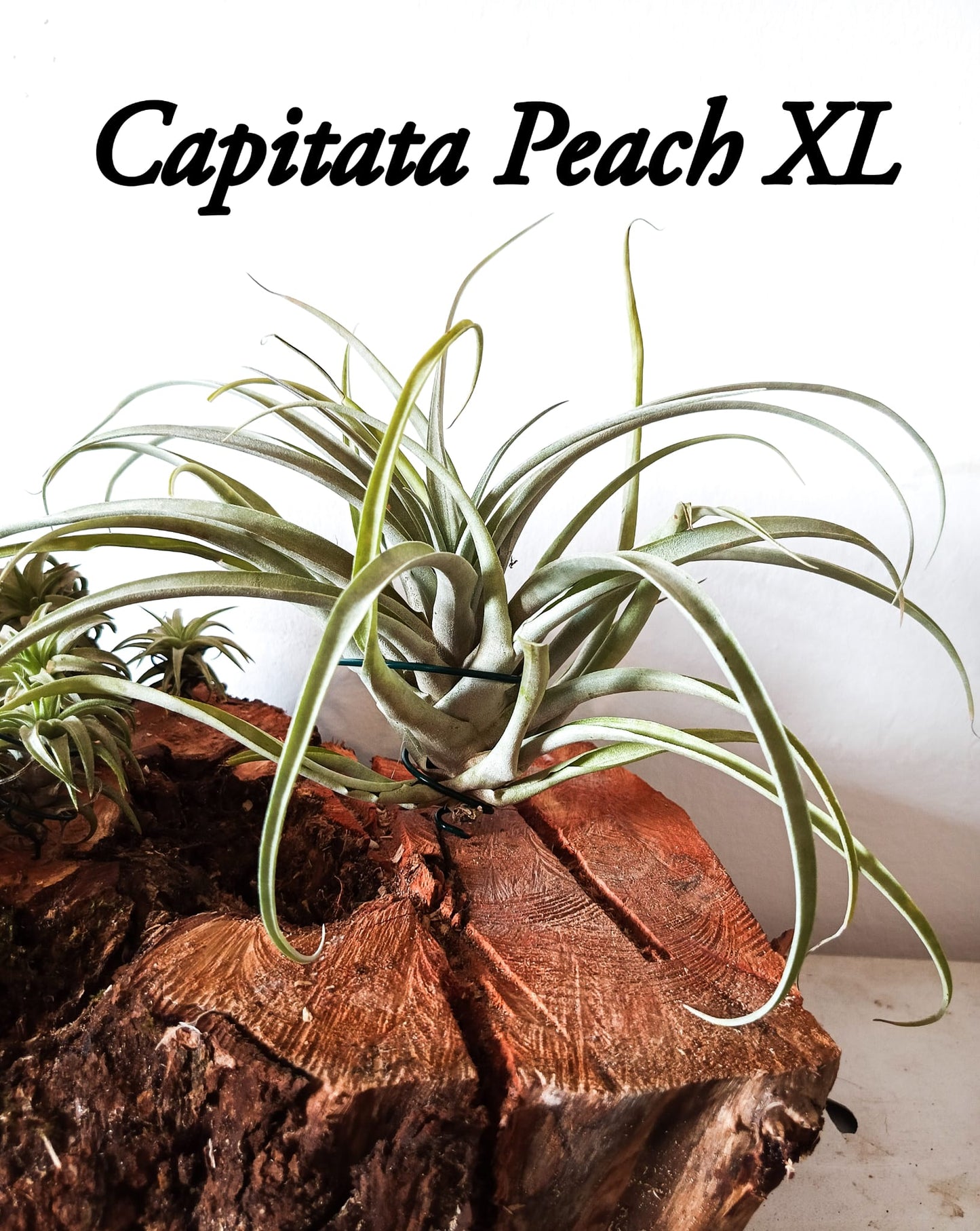 Tillandsia Capitata Peach XL