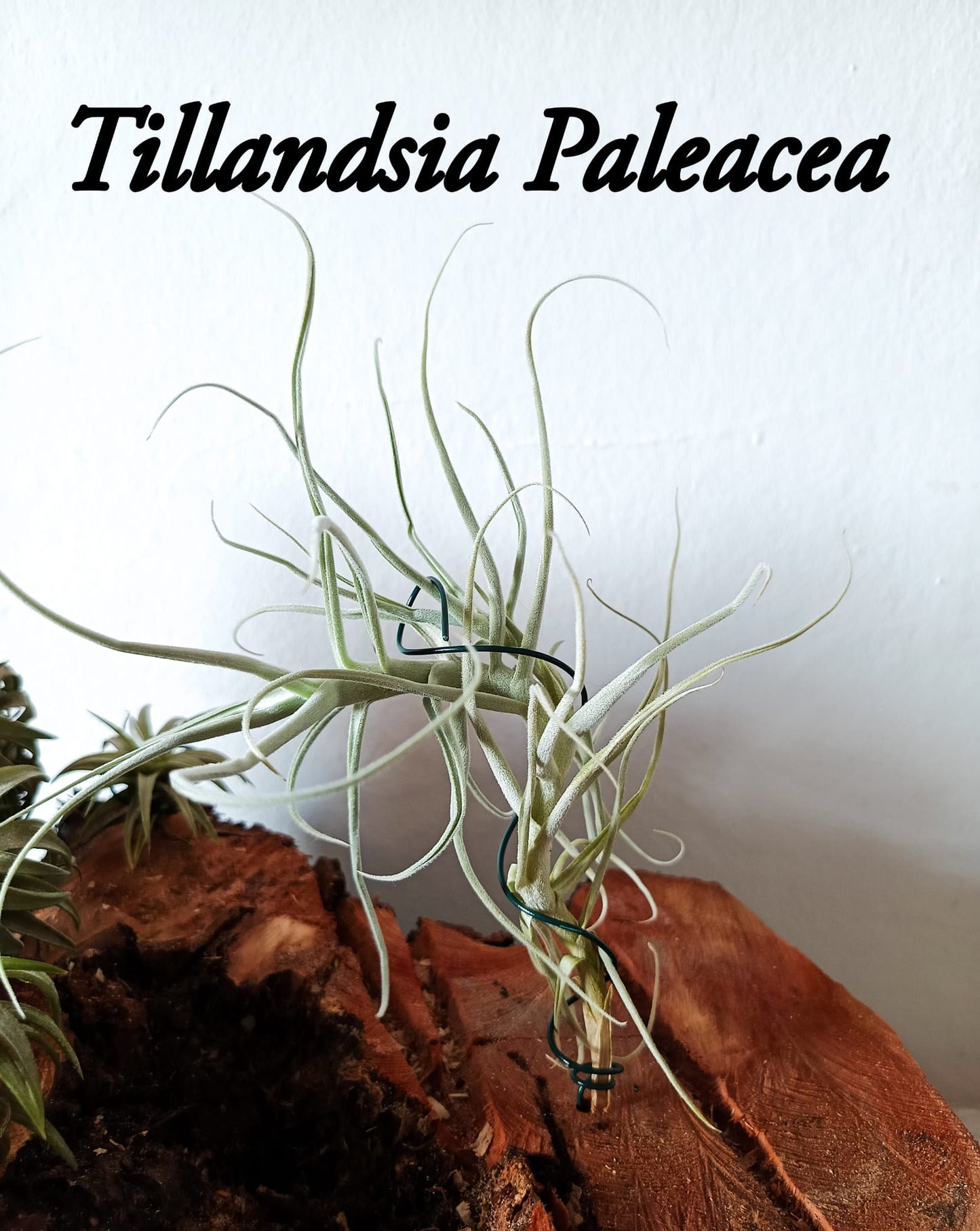 Tillandsia Paleacea