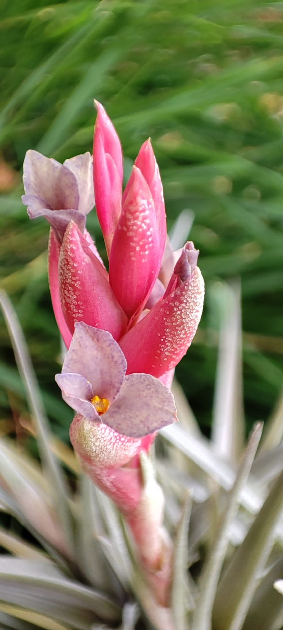 Tillandsia Aeranthos Giant