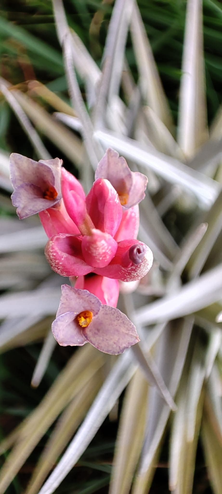 Tillandsia Aeranthos Giant
