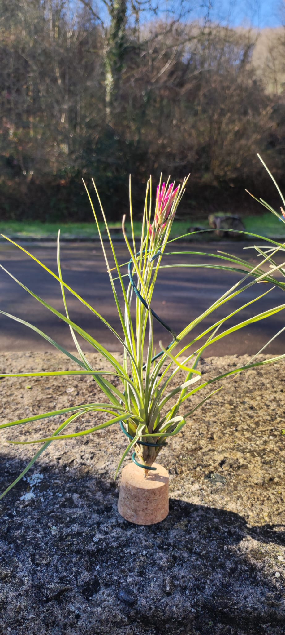 Lote 4 tillandsias XL