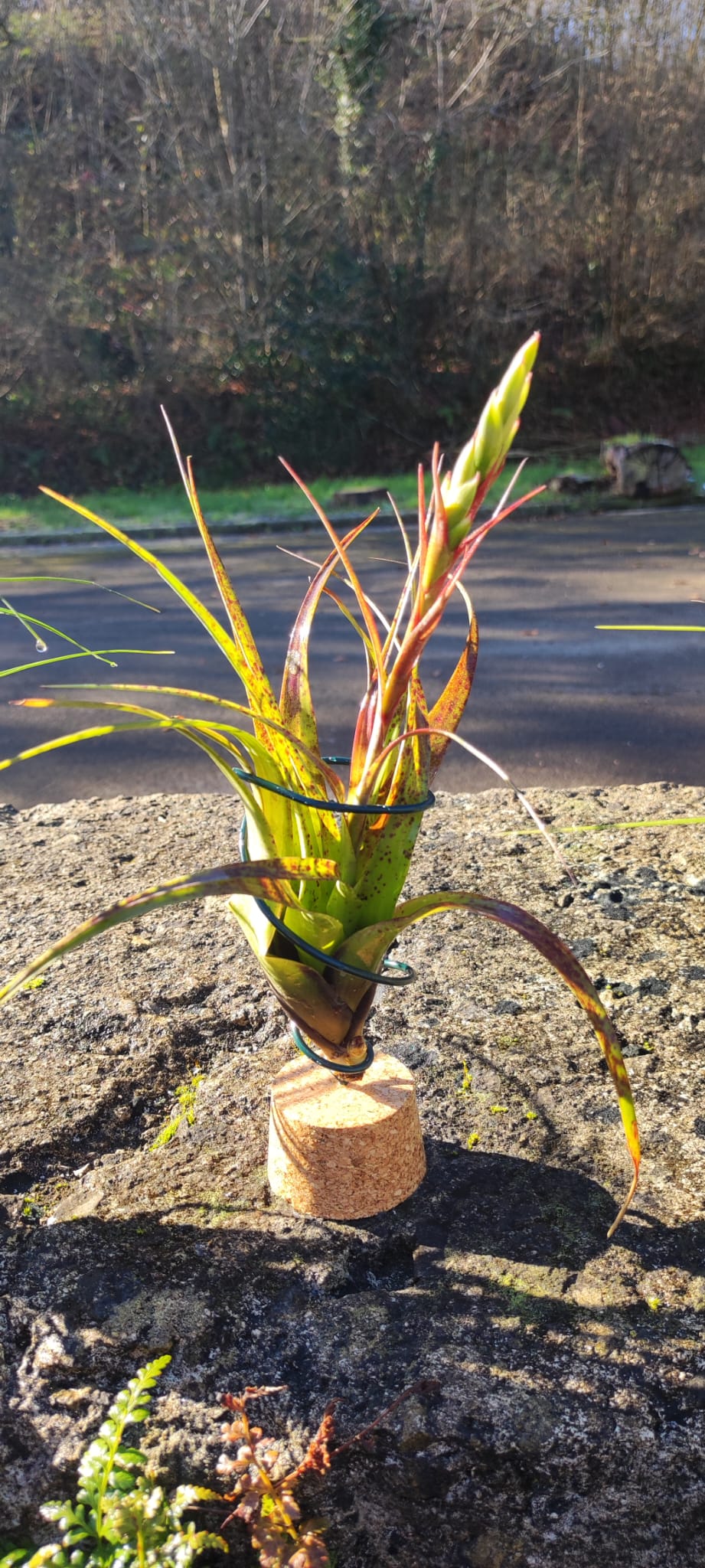Lote 4 tillandsias XL