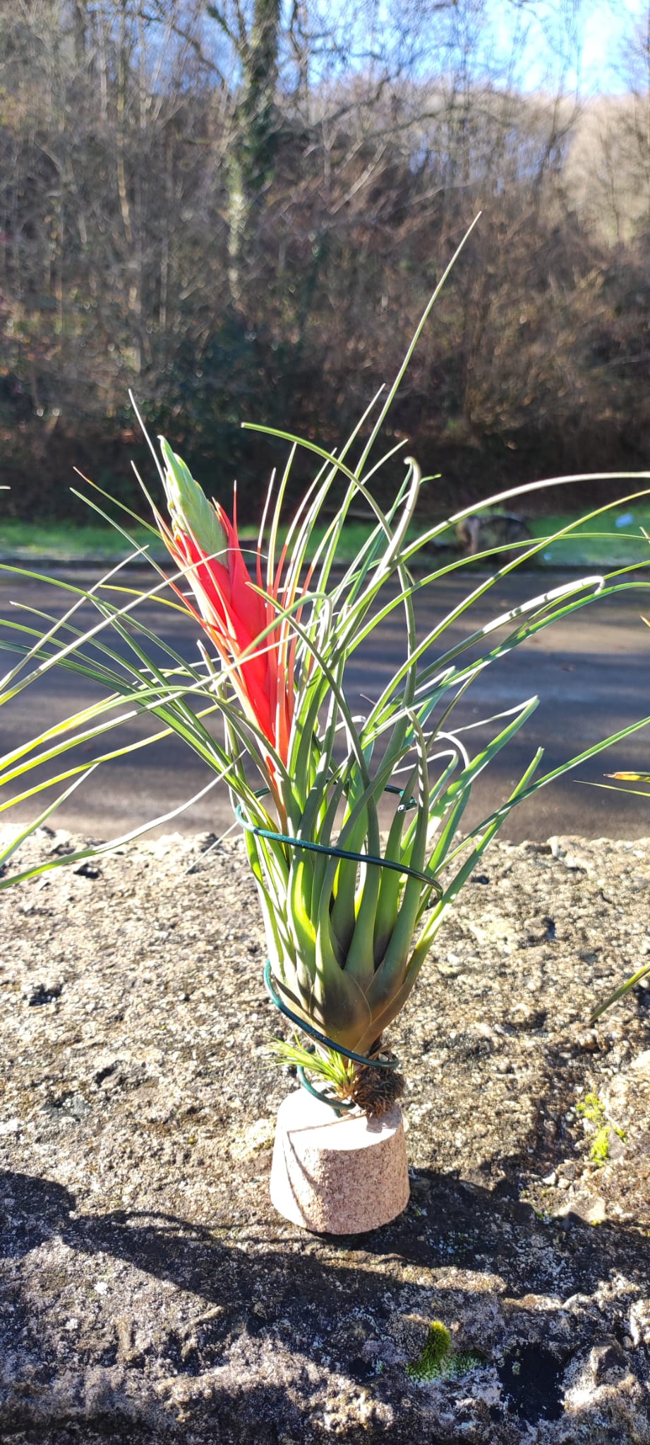 Lote 4 tillandsias XL