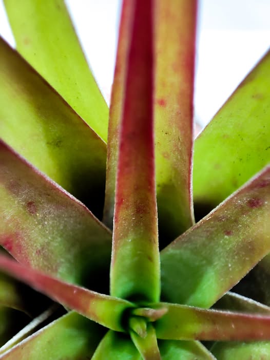 Cuidado Basico de Tillandsias