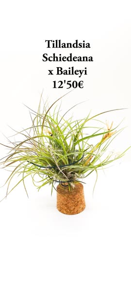 Lote 3 clumb 1 Tenuifolia , 1 aeranthos , 1 schiedeana x baileyi