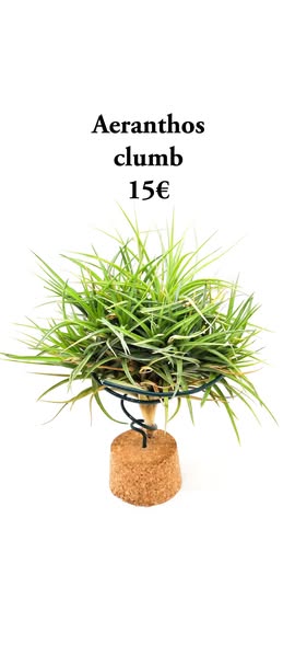 Lote 3 clumb 1 Tenuifolia , 1 aeranthos , 1 schiedeana x baileyi