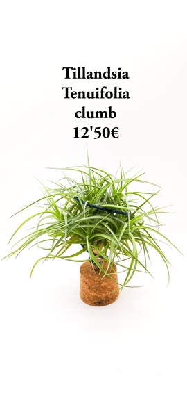 Lote 3 clumb 1 Tenuifolia , 1 aeranthos , 1 schiedeana x baileyi