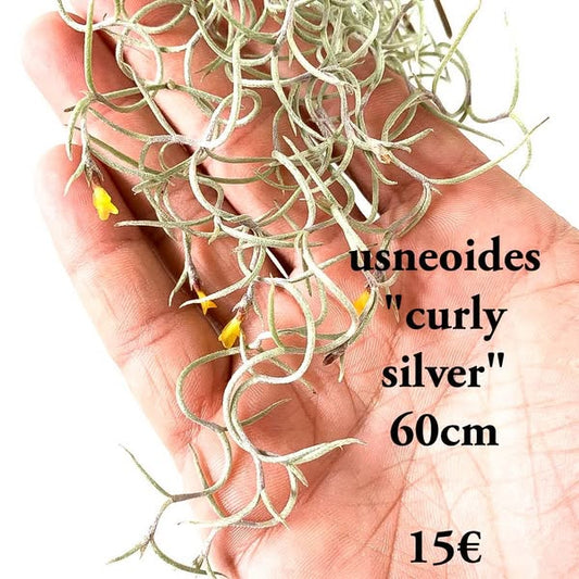 Pack usneoides. usneoides curly silver mas usneoides normal