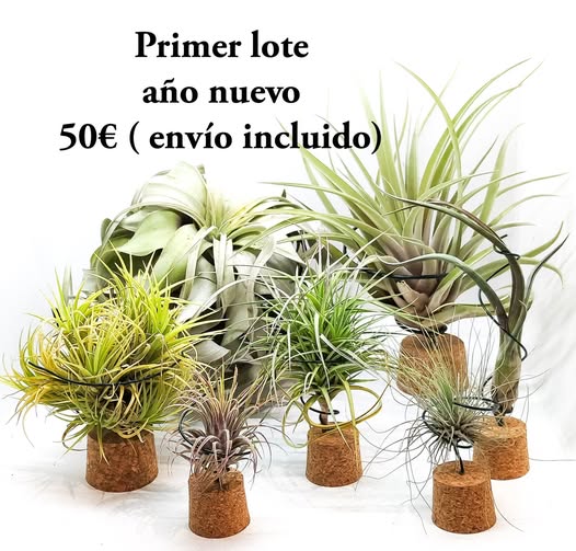 Fantastico lote de 7  Tillandsias