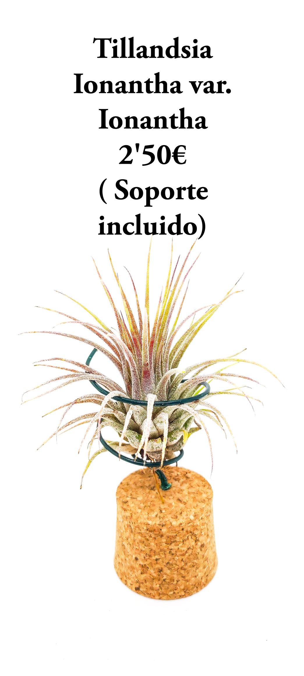 LOTE INICIACIÓN