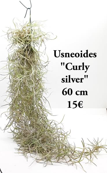Pack usneoides. usneoides curly silver mas usneoides normal