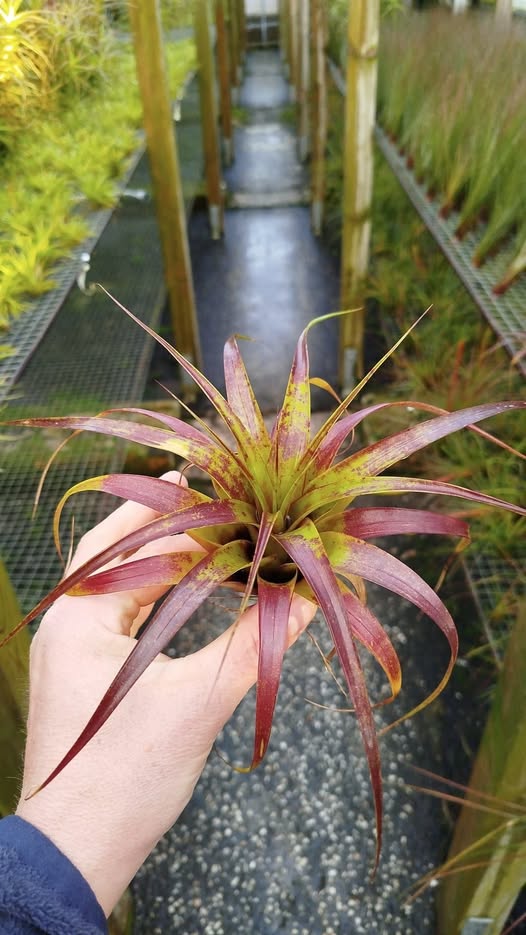 Tillandsia polystachia de semilla