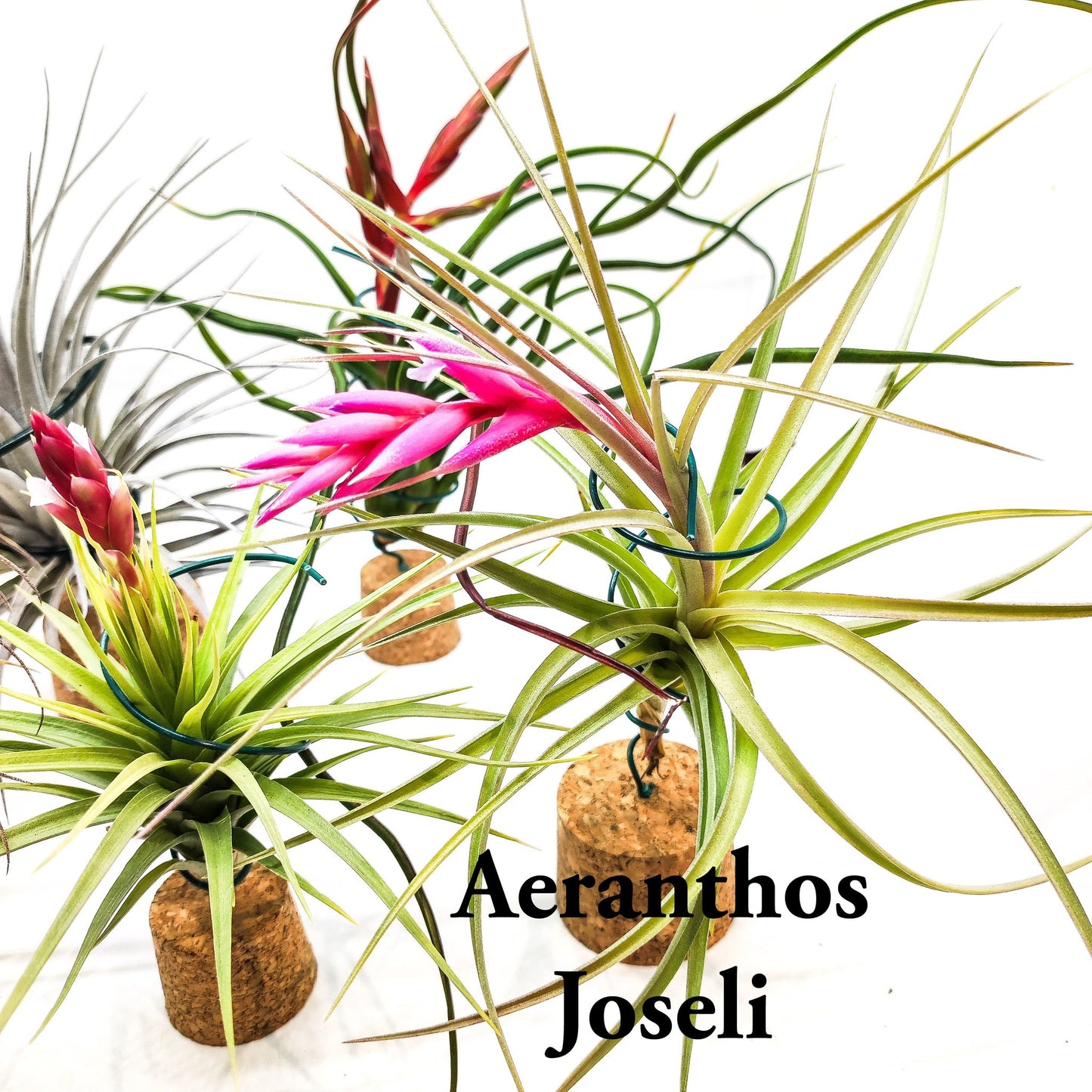 Fantástico lote de 5 Tillandsias empezando a florecer