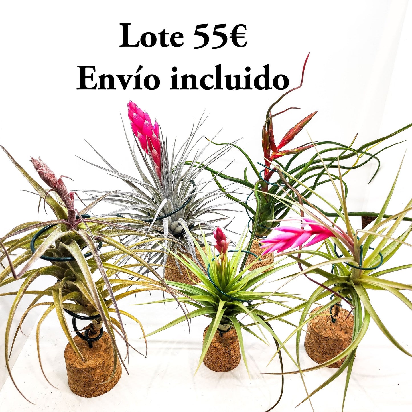 Fantástico lote de 5 Tillandsias empezando a florecer