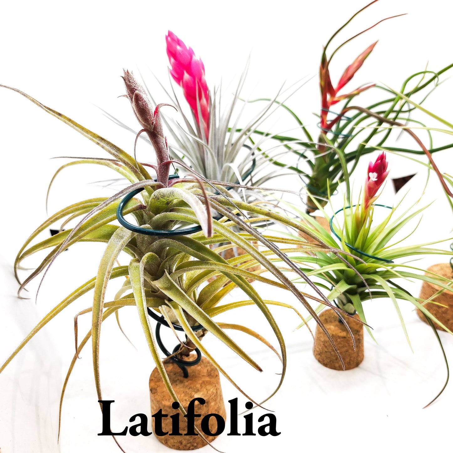 Fantástico lote de 5 Tillandsias empezando a florecer