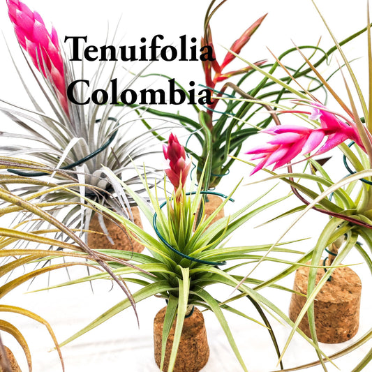 Fantástico lote de 5 Tillandsias empezando a florecer