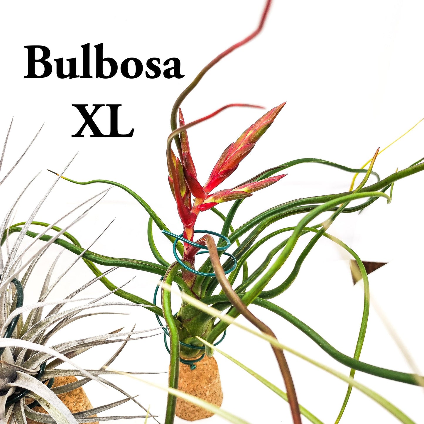 Fantástico lote de 5 Tillandsias empezando a florecer