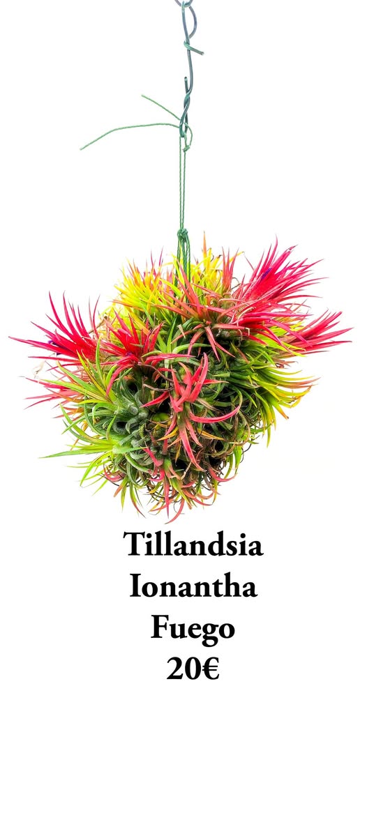 Tillandsia Ionantha Fuego