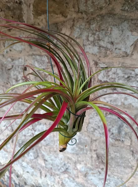 Tillandsia Jess