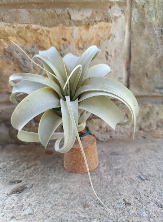Tillandsia Xerographica pequeña