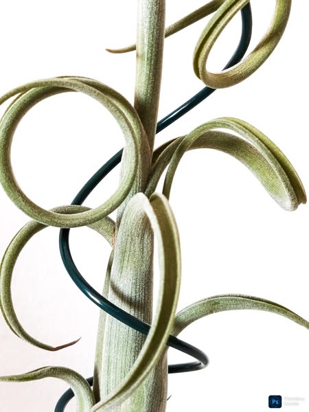 Tillandsia Intermedia