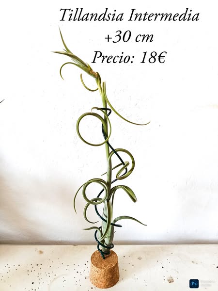 Tillandsia Intermedia
